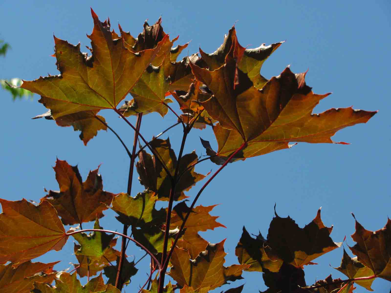 Shade Trees - Wiltrout Nursery Chippewa Falls, WI